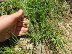 Astragalus tennesseensis