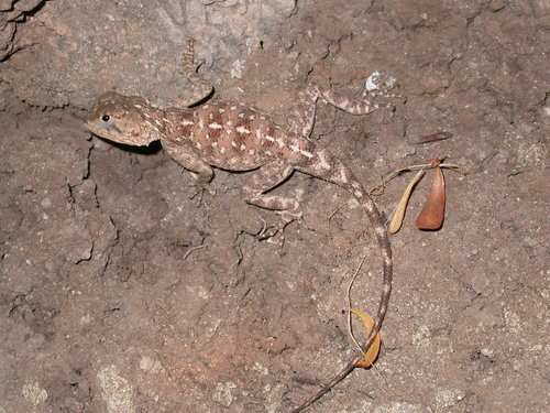 Agama bibronii