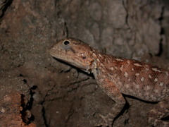 Agama bibronii