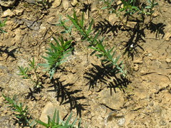 Hypericum sphaerocarpum