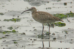 Numenius phaeopus