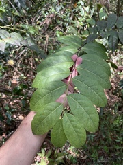 Phyllanthus juglandifolius