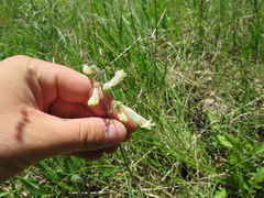 Penstemon tenuiflorus