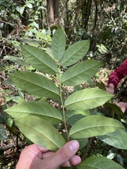 Phyllanthus juglandifolius