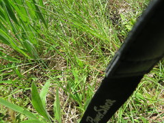 Penstemon tenuiflorus