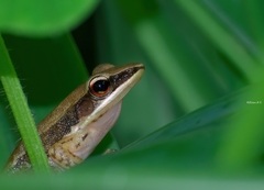 Indosylvirana aurantiaca