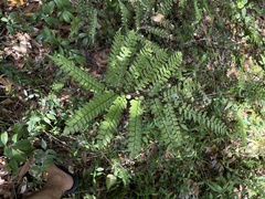 Adiantum villosum
