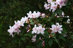 Rhododendron latoucheae