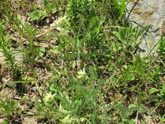 Astragalus tennesseensis