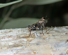Zygops