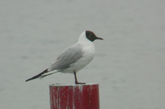 Chroicocephalus ridibundus