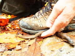 Desmognathus amphileucus