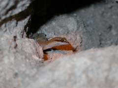 Saurodactylus brosseti