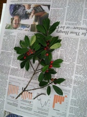 Ilex opaca