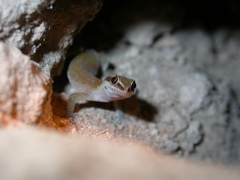 Saurodactylus brosseti