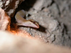 Saurodactylus brosseti