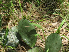 Opuntia cespitosa