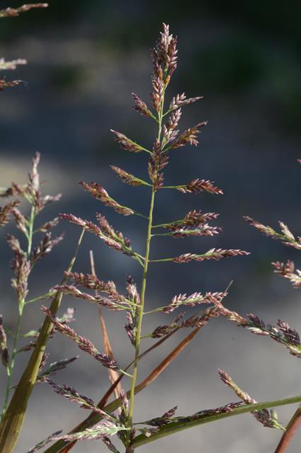 Eragrostis multicaulis (Eragrostis multicaulis)