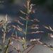 Eragrostis multicaulis - Photo (c) Biopix, alguns direitos reservados (CC BY-NC)