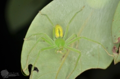 Gnathopalystes aureolus