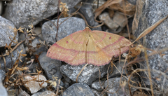 Rhodostrophia cretacaria