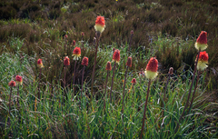 Kniphofia caulescens