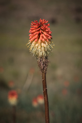 Kniphofia caulescens