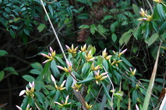 Rhododendron latoucheae