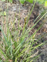 Carex praecox