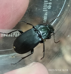 Abax parallelepipedus
