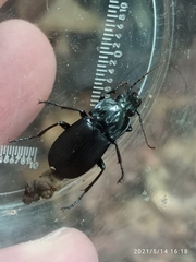 Abax parallelepipedus