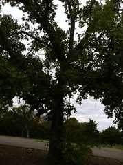Quercus stellata