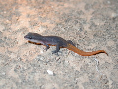 Saurodactylus brosseti