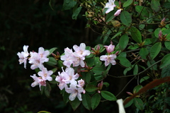 Rhododendron latoucheae