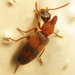 Hooded Antlike Flower Beetles - Photo (c) Botswanabugs, some rights reserved (CC BY-NC), uploaded by Botswanabugs