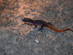 Saurodactylus brosseti