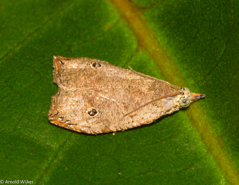 Cosmorrhyncha