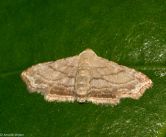 Scolecocampinae