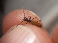 Stenhomalus bicolor