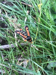 Pyropteron minianiforme