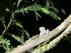 Kurixalus eiffingeri