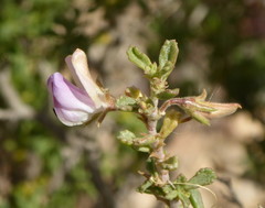 Ononis tridentata