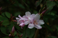 Rhododendron latoucheae
