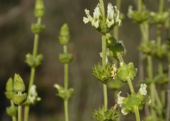 Sideritis pusilla