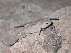 Agama bibronii