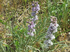 Bombus californicus
