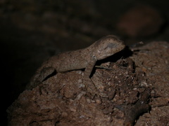 Agama bibronii
