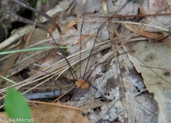 Leiobunum nigropalpi