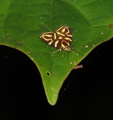 Hemerophila albertiana