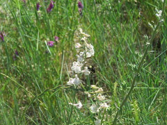 Bombus californicus